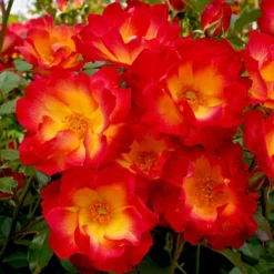 Rosenstrauch Summer of Love® - Duftende Blüten bis Herbst