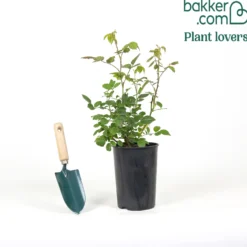 Rosenstrauch Summer of Love® - Duftende Blüten bis Herbst