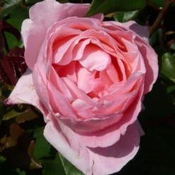 Rose Queen Elisabeth - Rosa Blüten den ganzen Sommer