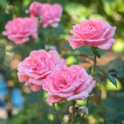 Rose Queen Elisabeth - Rosa Blüten den ganzen Sommer