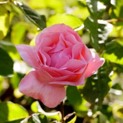 Rose Queen Elisabeth - Rosa Blüten den ganzen Sommer