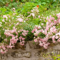 Rose Rosa 'The Fairy'® - Rosenteppich ohne Mühe