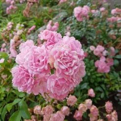 Rose Rosa 'The Fairy'® - Rosenteppich ohne Mühe
