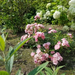 Rose Rosa 'The Fairy'® - Rosenteppich ohne Mühe