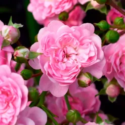 Rose Rosa 'The Fairy'® - Rosenteppich ohne Mühe