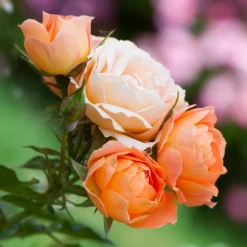 Rose Sweet Dream ® - Zarte Aprikosentöne im Topf
