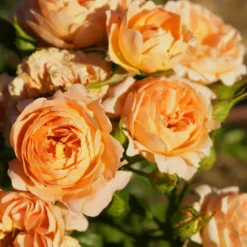 Rose Sweet Dream ® - Zarte Aprikosentöne im Topf