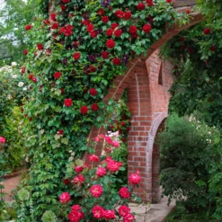 Rose Sympathie® - Rote Wand voller Duft