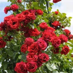 Rose Sympathie® - Rote Wand voller Duft