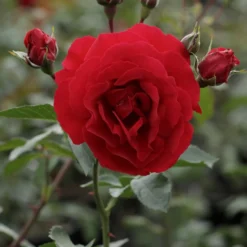Rose Sympathie® - Rote Wand voller Duft