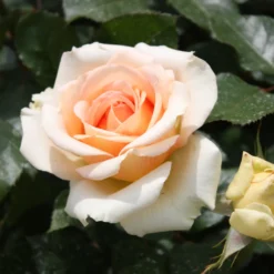 Rose ‘Tahiti’ - Lachsfarben und duftend