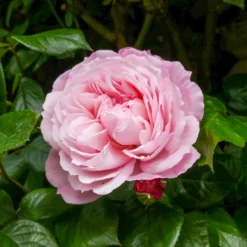 Rose The Generous Gardener® - Duft und Blüten bis Oktober