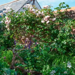 Rose The Generous Gardener® - Duft und Blüten bis Oktober