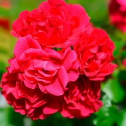 Rose Toscana® - Rot, duftend, pflegeleicht