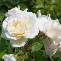 Rose White Symphony - Weiße Blüten den ganzen Sommer