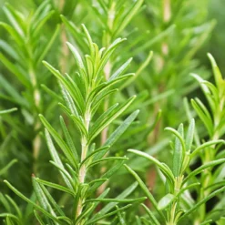 Rosmarin - Frisches Aroma direkt am Fenster