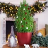 Rosmarin ' Weihnachtsbaum' - Duftender Mini-Baum zu Weihnachten