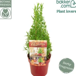 Rosmarin ' Weihnachtsbaum' - Duftender Mini-Baum zu Weihnachten