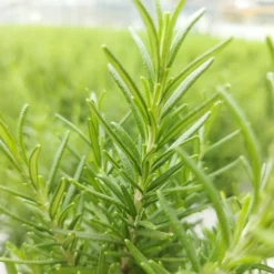 Rosmarin ' Weihnachtsbaum' - Duftender Mini-Baum zu Weihnachten