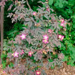 Rotblatt-Rose Glauca - Rotes Laub, rosa Blüten