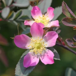 Rotblatt-Rose Glauca - Rotes Laub, rosa Blüten