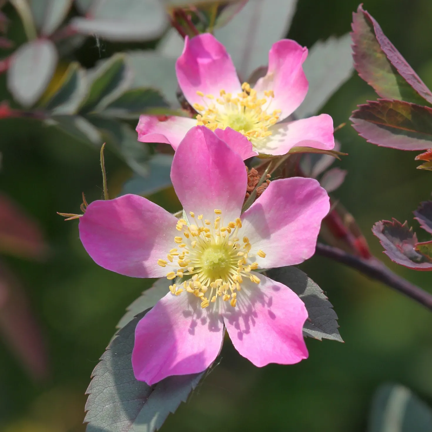 Rotblatt-Rose Glauca - Rotes Laub, rosa Blüten
