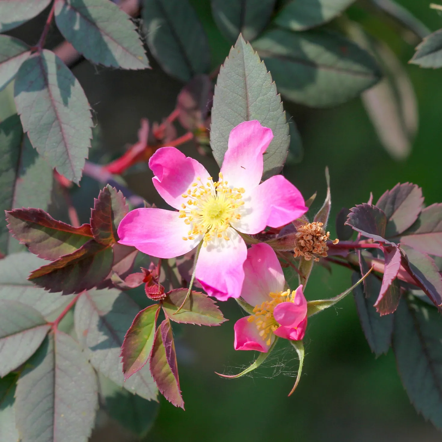 Rotblatt-Rose Glauca - Rotes Laub, rosa Blüten