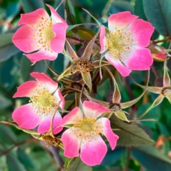 Rotblatt-Rose Glauca - Rotes Laub, rosa Blüten