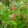 Rotblühendes Lungenkraut - Farbe im Schatten ab Februar