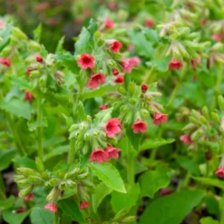 Rotblühendes Lungenkraut - Farbe im Schatten ab Februar