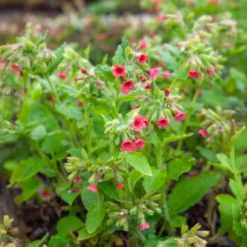 Rotblühendes Lungenkraut - Farbe im Schatten ab Februar