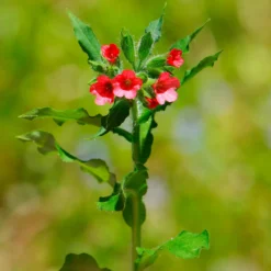 Rotblühendes Lungenkraut - Farbe im Schatten ab Februar