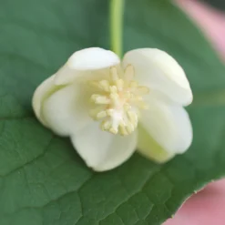 Rotblühendes Spaltkörbchen - Duftende Wand voller Blüten