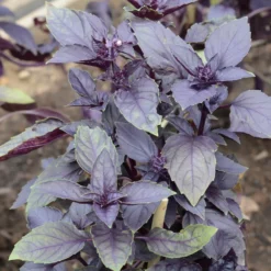 Rotblättriger Basilikum Dark Opal Bio - Aromatisch und tiefrot