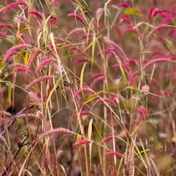 Rotbraune Rutenhirse - Herbstrot ohne Aufwand