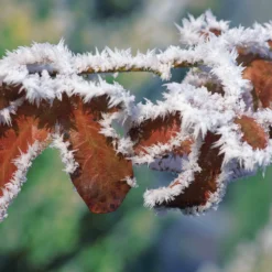 Rotbuche 'Atropurpurea' - Rote Hecke, echter Hingucker