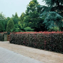 Rotbuche 'Atropurpurea' - Rote Hecke, echter Hingucker
