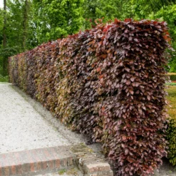 Rotbuche 'Atropurpurea' - Rote Hecke, echter Hingucker