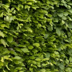 Rotbuche - Dichte Hecke, klare Struktur