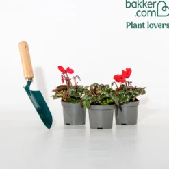 Rote Alpenveilchen (x3) - Farbe für graue Wintertage