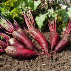 Rote Bete ‘Cylindra’ - Ernte ohne Verschnitt