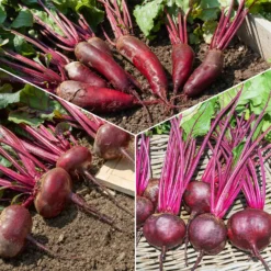 Rote-Bete-Kollektion - Drei Sorten, eine Ernte