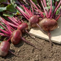 Rote-Bete-Kollektion - Drei Sorten, eine Ernte
