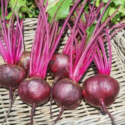 Rote-Bete-Kollektion - Drei Sorten, eine Ernte