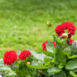 Rote Dahlie - Feuriges Rot den ganzen Sommer