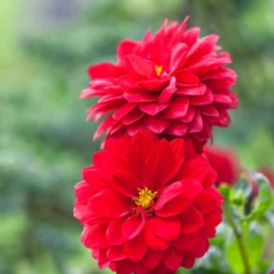 Rote Dahlie - Feuriges Rot den ganzen Sommer