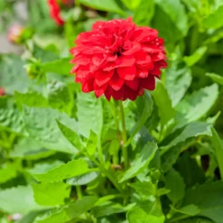 Rote Dahlie - Feuriges Rot den ganzen Sommer