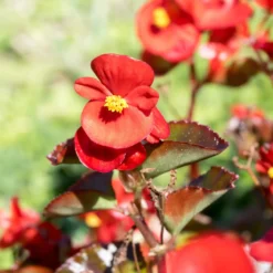 Rote eisbegonie - Blüht ohne Pause