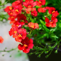 rote Elfenspiegel - Rotes Blütenmeer, ganz easy