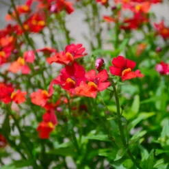 rote Elfenspiegel - Rotes Blütenmeer, ganz easy